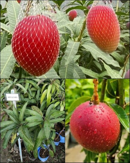 Miyazaki Mango (Japanese Red Ivory)
