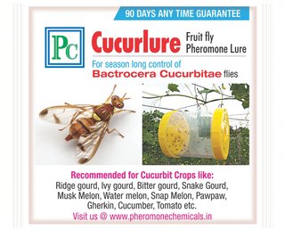 Fruit fly trap with Cucurlure-10pack