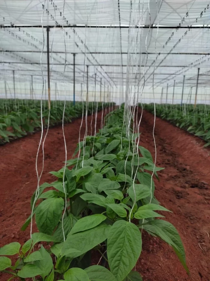 Vegetable Threading Plant Supporting Thread – UNG Agros