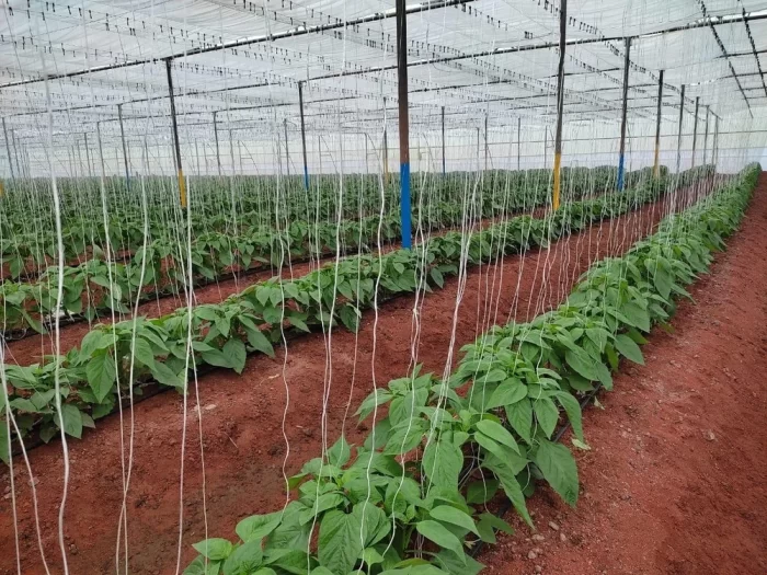 Vegetable Threading Plant Supporting Thread – UNG Agros