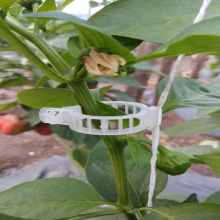 Tomato Clips