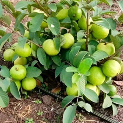 Allahabad Safeda