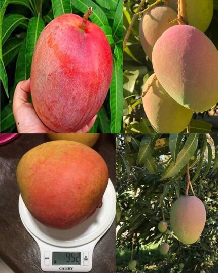 Australian R2E2 Mango