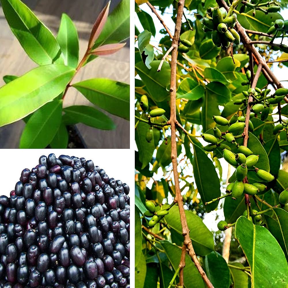 Bardoli Jamun – UNG Agros