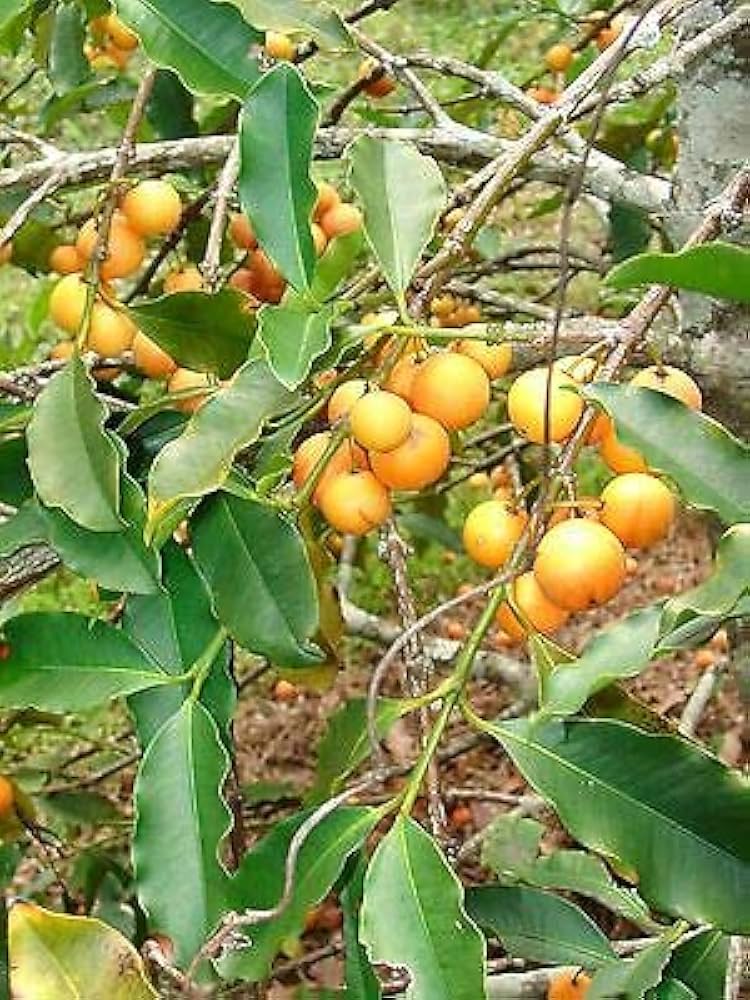 Baraba Fruit – UNG Agros