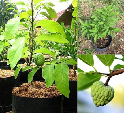 Balanagar Custard Apple