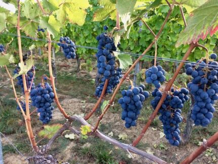 Bangalore Blue Grape