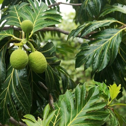 Breadfruit