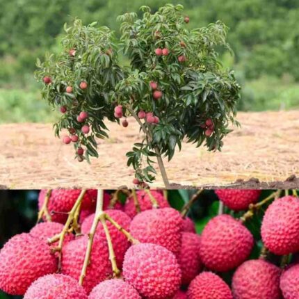 China-3 Litchi
