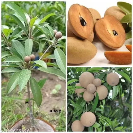 Cricket Ball Sapota