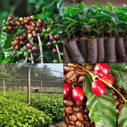 coffee plant