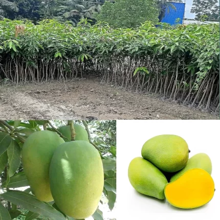 Dasheri Mango Plant