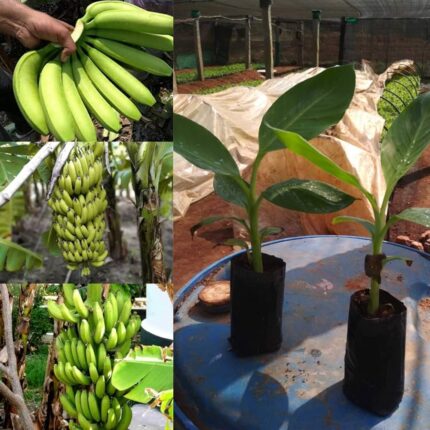 G-9 Banana