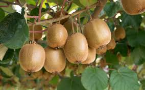 Kiwi Fruit Plant