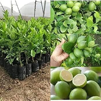 Kagzi Lime