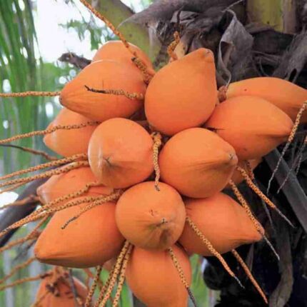 Malaysian Orange Coconut