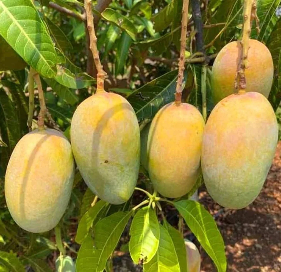 mango-kesar-plant