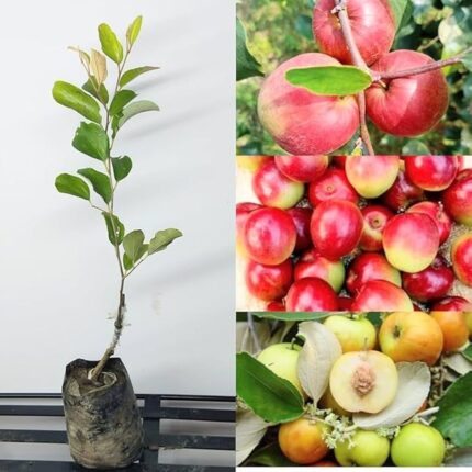 Miss India Apple Ber