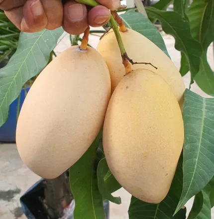 Namdocmai Mango (Nam Dok Mai)