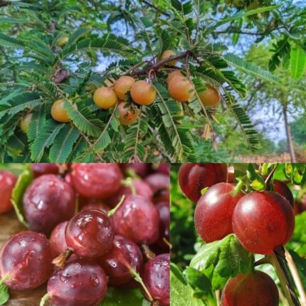 Thai Red Amla
