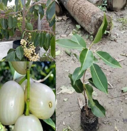 Thai White Jamun