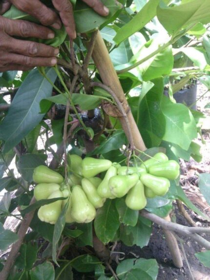 Green Water Apple