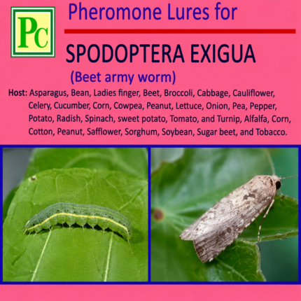 Spodoptera exigua Pheromone Lure – Pack of 10